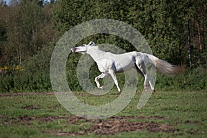 Running white beautiful Orlov trotter stallion at freedom. spring season