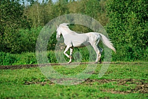 Running white beautiful Orlov trotter stallion at freedom. spring season