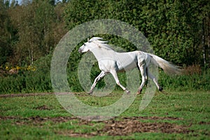 Running white beautiful Orlov trotter stallion at freedom. spring season