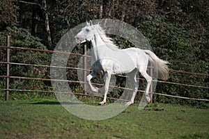 Running white beautiful Orlov trotter stallion in paddock