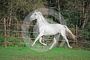 Running white beautiful Orlov trotter stallion in paddock