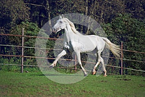 Running white beautiful Orlov trotter stallion in paddock