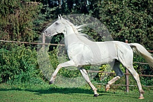 Running white beautiful Orlov trotter stallion in paddock