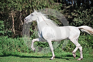 Running white beautiful Orlov trotter stallion in paddock