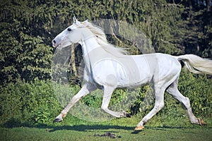 Running white beautiful Orlov trotter stallion in paddock