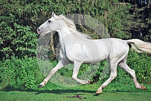 Running white beautiful Orlov trotter stallion in paddock