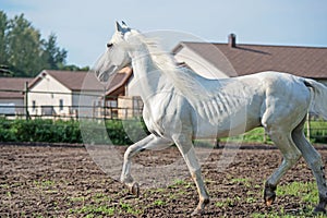 Running white beautiful Orlov trotter stallion in paddock. spring season