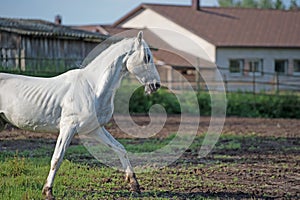 Running white beautiful Orlov trotter stallion in paddock. spring season