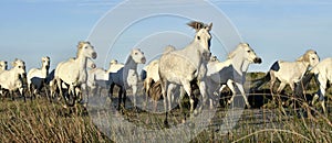 Running White Camargue horses