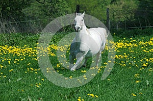 Running white horse in yellow