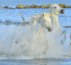 Running White Horses of Camargue.