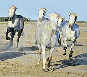 Running White horses through water