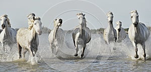 Running White horses through water