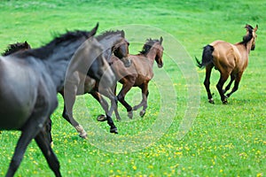 Running wild horses