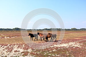 Running wild horses from Danube Delta