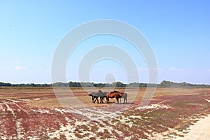 Running wild horses from Danube Delta