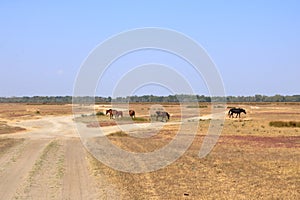 Running wild horses from Danube Delta