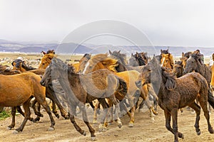 Running wild horses at kayseri, Turkey