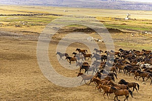 Running wild horses at kayseri, Turkey