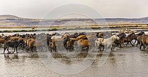 Running wild horses at kayseri, Turkey