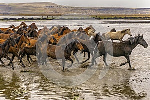 Running wild horses at kayseri, Turkey