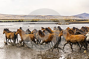 Running wild horses at kayseri, Turkey
