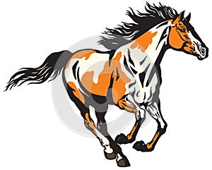 Running wild pinto colored horse