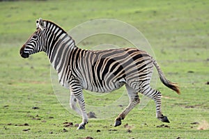 Running Wild Zebra