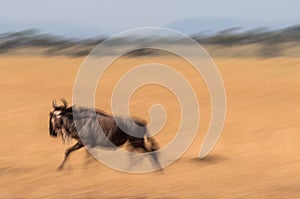 Running Wildebeest