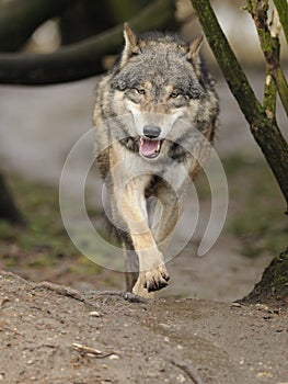 Running Wolf ( Canis lupus )