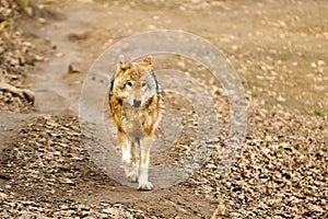 running wolf