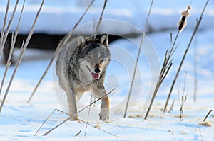 Running wolf on snow in winter