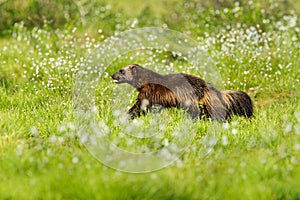 Running Wolverine in Finnish taiga. Wildlife scene from nature. Rare animal from north of Europe. Wild wolverine in summer cotton