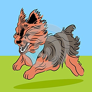 Running Yorkie Dog