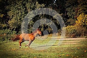 Running young brown horse in autumn