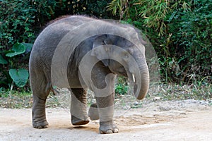 Running young elephant