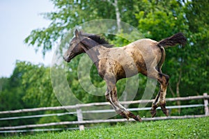 Running young foal