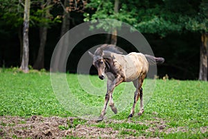 Running young foal