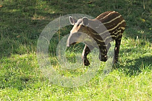 Running young lowland tapir