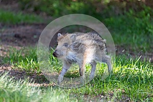 Running young wild boar