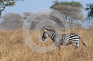 Running zebra