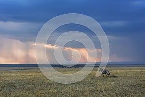 Running Zebra on the backdrop of colourful sky at Masai Mara, Africa, Kenya