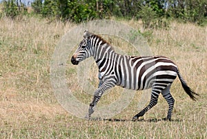 Running zebra, masai mara, kenya