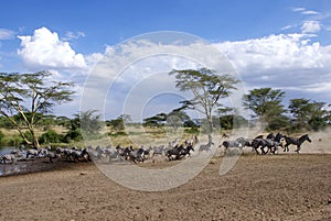 Running zebras with dust cloud
