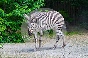 The running zebras in the Kyiv zoo in Ukraine