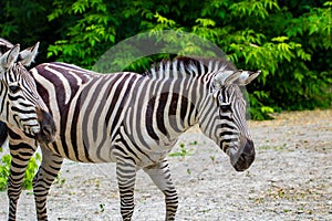 The running zebras in the Kyiv zoo in Ukraine