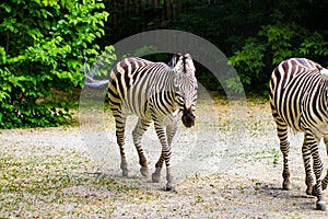 The running zebras in the Kyiv zoo in Ukraine