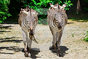 The running zebras in the Kyiv zoo in Ukraine