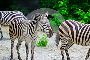 The running zebras in the Kyiv zoo in Ukraine