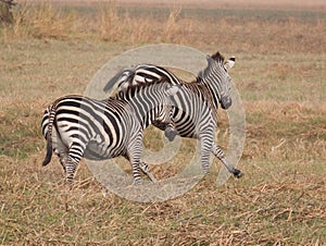 Correre zebre 